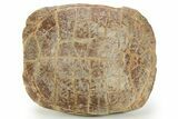 Colorful Inflated Fossil Tortoise (Stylemys) - South Dakota #373008-8